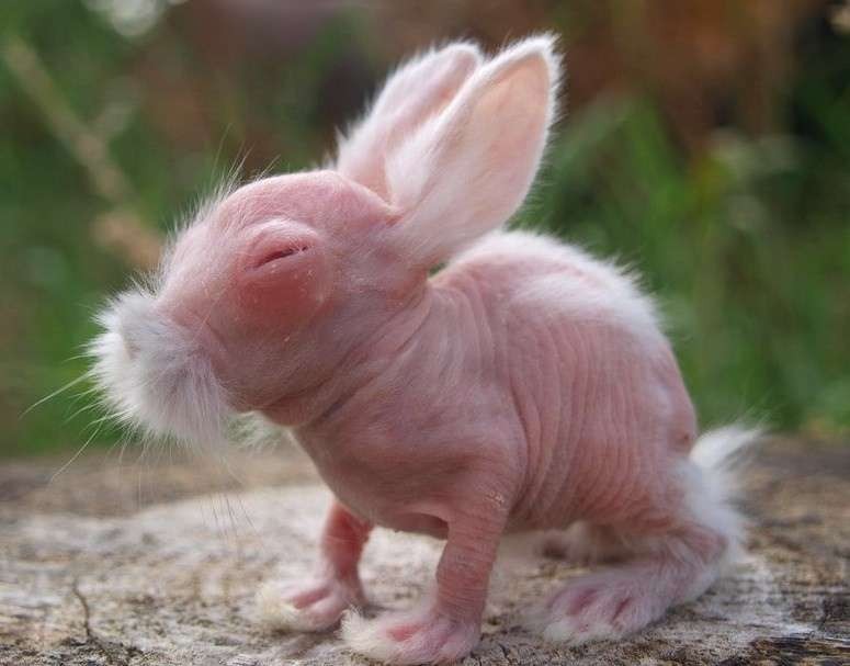 Create meme: The rabbit is bald, bald rabbits breed, bald animals