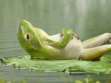 Create meme: the frog is lying on its back, frog animals, the frog lies