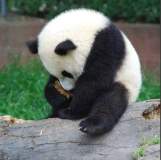 Создать мем: сонная панда, панда со спины, большая панда