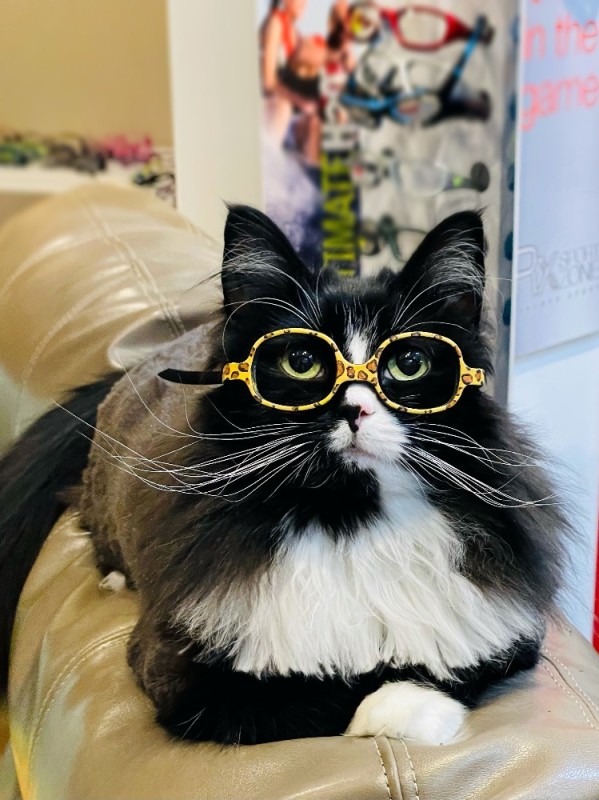 Создать мем: cat with glasses, очки кошки, кот