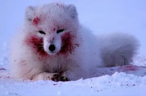 Create meme: arctic fox polar fox, the fox and the arctic fox, Fox 
