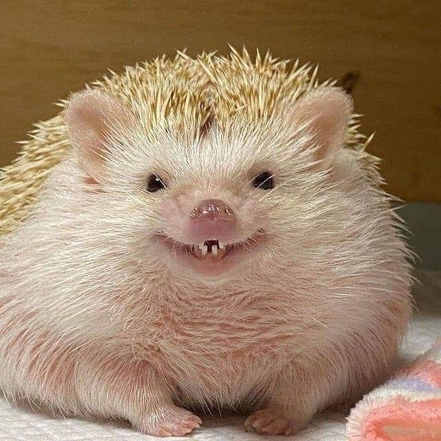 Create meme: pygmy hedgehog , the hedgehog is small, hedgehog 