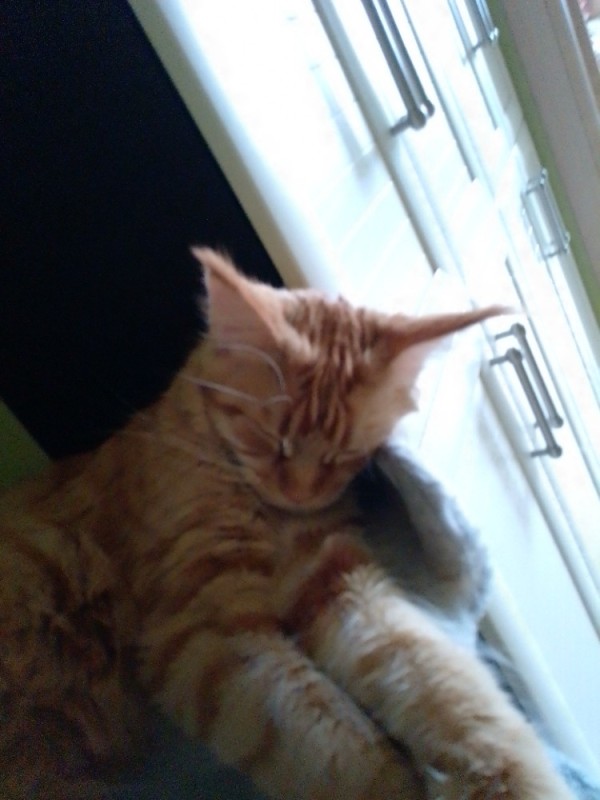 Create meme: The cat is a red maine coon, the ginger Maine Coon, The red-haired Maine Coon is sleeping