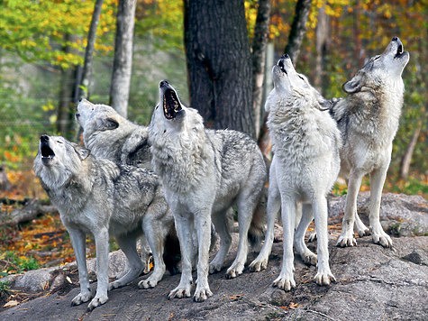 Create meme: wolf howl, a pack of wolves , wolf wolf