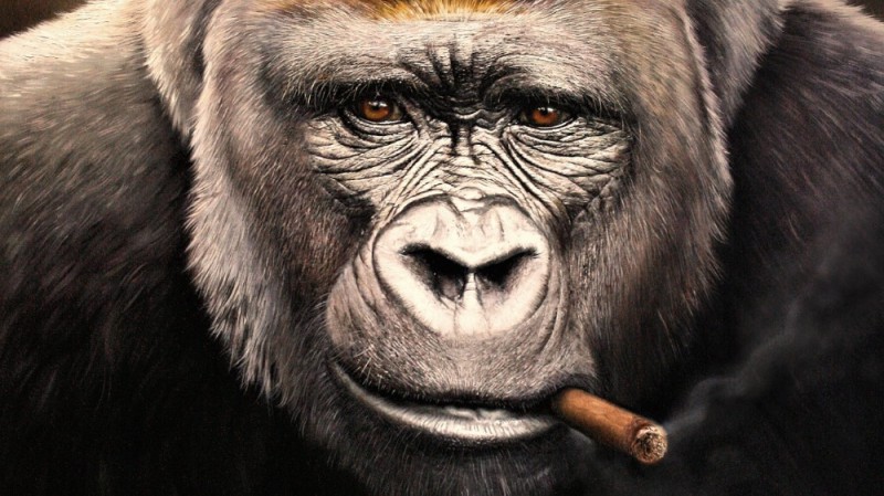 Создать мем: обезьяна с сигарой, горилла, monkey с сигарой