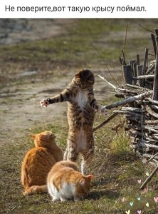 Create meme: cats, funny fight of cats, Cat