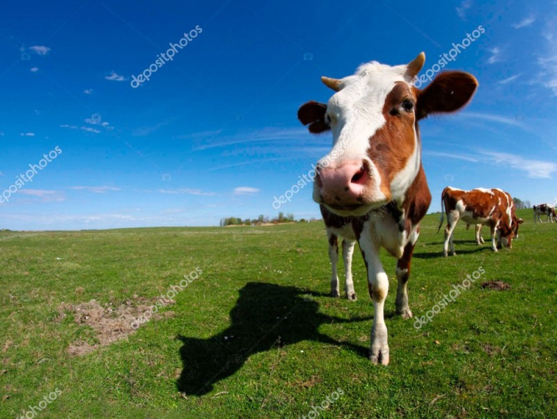 Create meme: cows in the field, dairy cow, cow cow