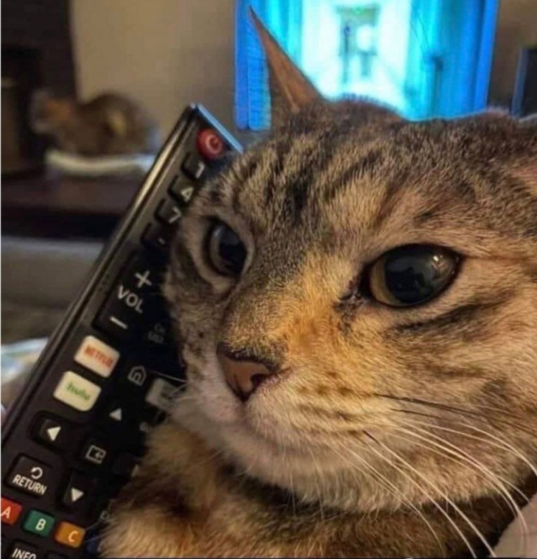 Create meme: cat with phone, a cat with a smartphone, cat
