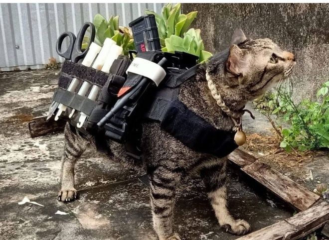 Create meme: a cat with a gun, tactical cat, A fighting cat