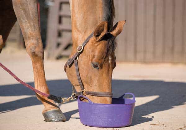 Create meme: horse , horse , horse eats out of a bucket