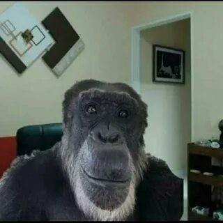 Create meme: funny gorilla, chimp meme, gorilla monkey
