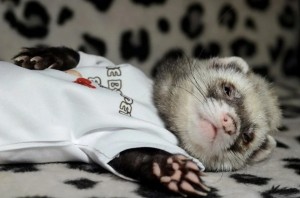 Create meme: ferrets cuddling, very cute ferrets, ferret animal