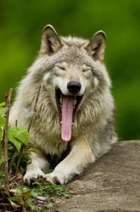 Создать мем: волк улыбается, серый волк, волк морда