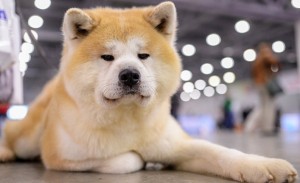 Create meme: breed of dogs Akita inu, puppies Akita inu, Akita inu