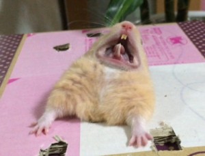 Create meme: funny hamster screaming, hamster, hamster