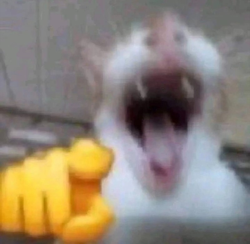 Create meme: cat , the cat yells to eat, funny cats 