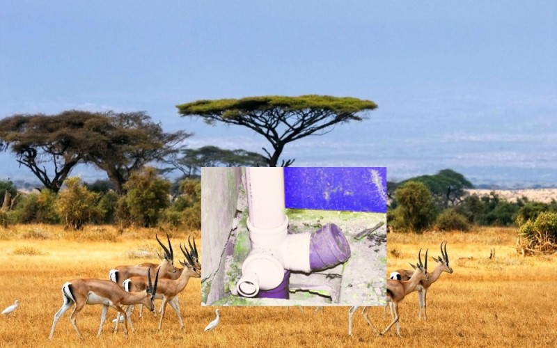 Создать мем: сафари в африке, животные саванны, дикая природа африки