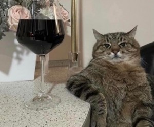 Create meme: cats unusual, cat, the cat is an alcoholic
