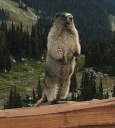 Create meme: screaming gopher in the mountains, beaver yells in the mountains, the screaming gopher