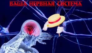 Create meme: The human nervous system is a neuron, neurology of the brain, the brain