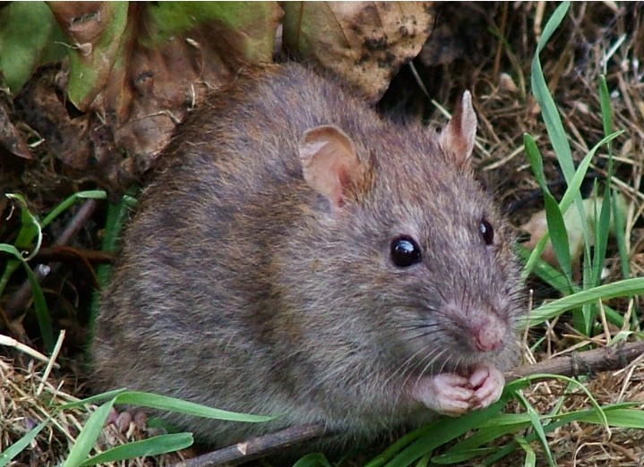 Создать мем: виды полевых мышей, земляная крыса, серая крыса