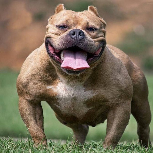 Create meme: bully the dog, American bully, american bully dog