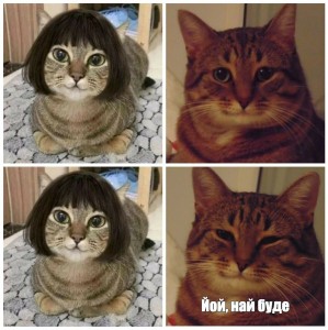 Создать мем: мемы с котами, смешные котики мемы, мем кошка