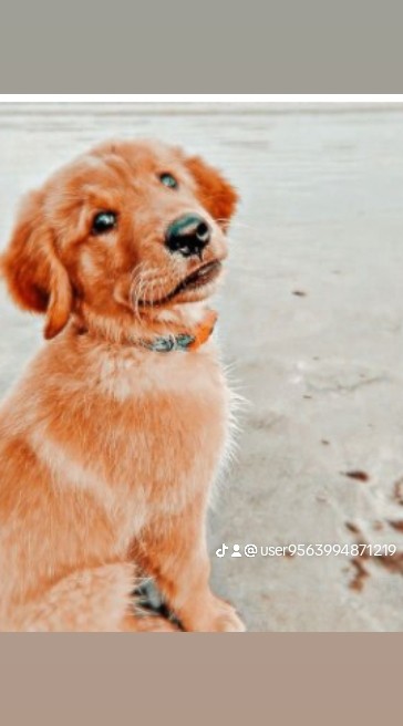 Create meme: cute dogs , Golden Retriever puppy, Retriever dog