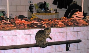 Создать мем: мясной ряд, кот арсений мурзикович, как кот реагирует на валерьянку