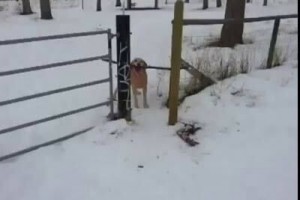 Создать мем: собака тащит будку, собака, собака на цепи