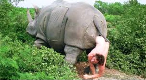 Create meme: ACE Ventura Rhino, Ace Ventura climbs out of the rhino, Ace Ventura climbs out of the rhino