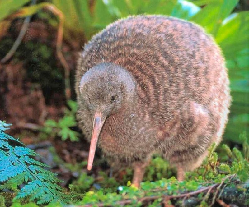 Create meme: kiwi bird , wingless kiwi bird, kiwi bird