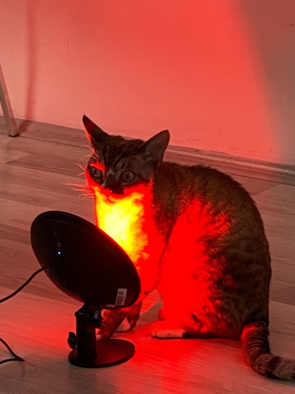 Создать мем: животные домашние, кот лампа, зовите кота с лампой