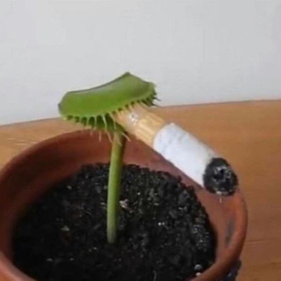 Create meme: Venus flytrap, Venus flycatcher with a cigarette, plant venus flycatcher