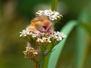 Create meme: smiling animals, animals, the hamster laughs