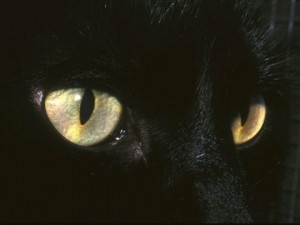 Create meme: eyes, gold and black cat, black cat