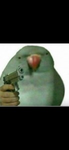 Create meme: parrot, parrot meme, a parrot with a gun