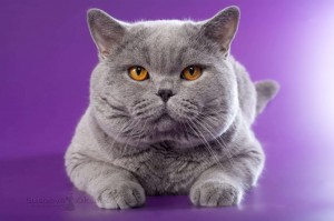 Create meme: British cat, British Shorthair