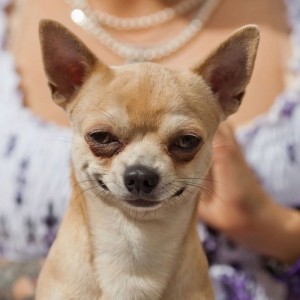 Create meme: Chihuahua puppies, Chihuahua dog, Chihuahua