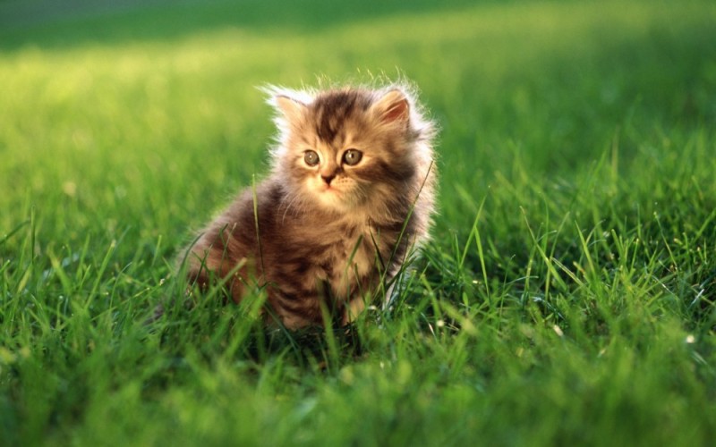 Create meme: cute cats , cute kittens, fluffy kittens 