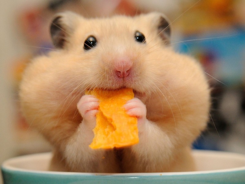 Create meme: hamster , hamster Syrian, The Syrian hamster Rex