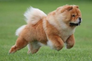 Create meme: dog Chow Chow, breed Chow Chow pictures, pictures of Chow Chow