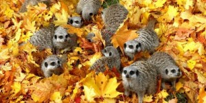 Создать мем: hedgehog, животные которые, осенняя листва