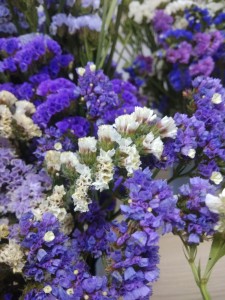 Create meme: statice planting and care, statice blue, the limonium statice