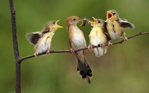 Создать мем: пение птиц, картинки птичек радостных, птицы