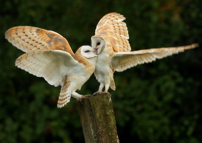 Create meme: common barn owl, owl is the barn owl, common barn owl