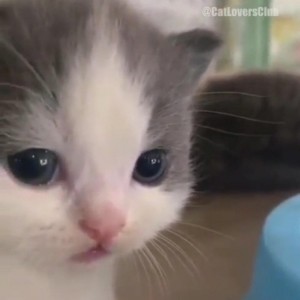 Create meme: cat, crying kitten, cat