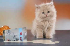 Создать мем: британские длинношерстные котята, пушистый котенок, персидская кошка