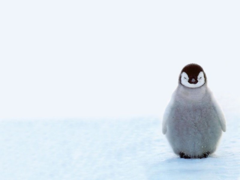 Create meme: little penguin, penguin , penguins penguin