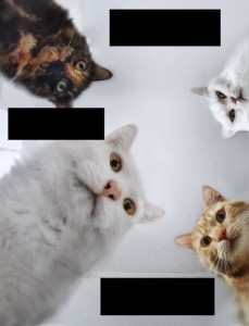 Create meme: meme cat, cat, cats